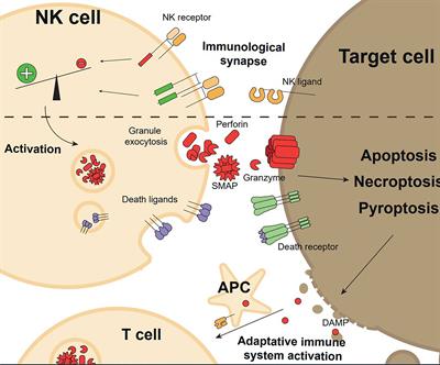 Frontiers | All About (NK Cell-Mediated) Death In Two Acts And An ...